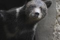 Zachránené medvieďatá spoznávajú nový domov: Takto nesmelo sa zoznamujú s prostredím!
