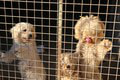 Bezočivec nelegálne vyvážal psov do zahraničia: Trhá srdce, ako dopadli niektoré šteniatka!