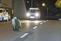 Medveď sa objavil na sídlisku v  Banskej Bystrici, obyvatelia majú strach: Nečudujem sa, že sú tu!