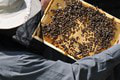 Obrovský úspech Slovákov na prestížnej súťaži: Najlepšia medovina na svete vzniká u nás! V tomto je výnimočná