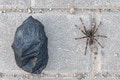 Ľudia z juhozápadného Slovenska prežívajú nočnú moru: Obludných pavúkov je priveľa! Beáte sa vplížil do obývačky