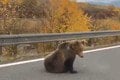 Smrteľné nehody: Vodiči zrazili za jeden deň troch medveďov: Sila, ako sa niektorí zachovali!