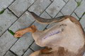 Zraneného psíka Aslana zachránil štedrý starosta! Liečba nebola lacný špás: Chlpáč je ako vymenený