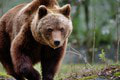 Hladné medvede spôsobujú v krajine teror: Zahynulo už šesť ľudí! Počet útokov je obrovský