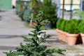 O prenájom vianočného stromčeka hlásia z Košíc obrovský záujem: Toto sú jeho viaceré výhody!
