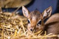 V bratislavskej ZOO prišla na svet neobyčajne drobná antilopka: Pri narodení by sa zmestila do ženskej dlane!