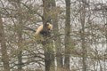 Ľudia si lámu hlavu nad situáciou v košickej zoo: Malá medvedica Linda nechce zliezť zo stromu! Čo sa tam deje?