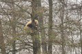 Ľudia si lámu hlavu nad situáciou v košickej zoo: Malá medvedica Linda nechce zliezť zo stromu! Čo sa tam deje?