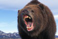 Vo Veľkej Fatre útočil medveď! Šelma brutálne napadla muža