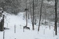 Bojazlivá Linda sa na strome skrývala neuveriteľných 9 dní: Prečo medvieďa týrali?!