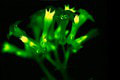 Vedci vytvorili unikát: Rastlina, ktorá SVIETI v tme! Jedinečný kvet je na predaj
