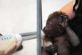 Gorila rodila cisárskym rezom: Gynekologička v šoku z toho, čo TAM videla!