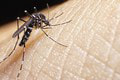 Slovenská akadémia vied si plánuje posvietiť na nebezpečného komára tigrovaného: Toto chcú výskumom zistiť!