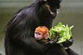 Opičie mláďa vytŕča medzi ostatnými: Na rodičov sa nepodobá! Takto ho rozhodne neprehliadnu