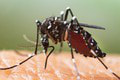 NEBEZPEČNÝ komár je na Slovensku: Takto sa pred ním dokážete ochrániť!