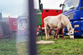 Renátu šokoval pohľad na cirkusové zviera v Lučenci: Ich koník mal zakrvavené nohy! Čo sa tam stalo?