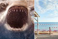 Horor na populárnej pláži: Žralok dohrýzol 13-ročné dievča!
