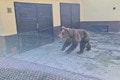 V Liptovskom Mikuláši poranil medveď päť ľudí: Nové správy! Podarilo sa ho eliminovať?