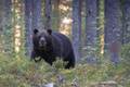 Kvôli medveďom by mohli vo viacerých miestach vyhlásiť mimoriadnu situáciu: TOTO sú rizikové okresy!