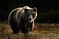 Lesní robotníci spozorovali medveďa: Šelmu videli v TEJTO oblasti!
