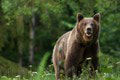 Lesní robotníci spozorovali medveďa: Šelmu videli v TEJTO oblasti!