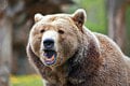 Alarmujúce správy: Pri Detve našli mŕtveho medveďa! Enviropolícia začala trestné stíhanie