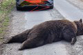 Alarmujúce správy: Pri Detve našli mŕtveho medveďa! Enviropolícia začala trestné stíhanie