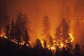 Ekologická katastrofa: Lesy v plameňoch! Desiatky neutíchajúcich požiarov, je na vine tento fenomén?