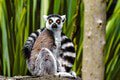 Malá Olívia zažila šok v slovenskom Ekoparku: Strach z besnoty po uhryznutí lemurom