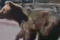 Medveďa, ktorý útočil v Liptovskom Mikuláši sa podarilo vypátrať rekordne rýchlo: Vymakaná technika!