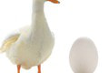 Veľký prehľad vajec rovno pre vás: Ktoré okrem slepačích sa dajú jesť a na čo dávať pozor?