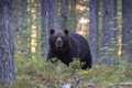 Po lesoch behá extrémne nebezpečný medveď: Zaútočil na hubára a poľovníkov, je postrelený!