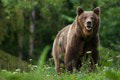 Nad obcou Pribylina útočil medveď: Manželia sa museli schovať v kolibe!