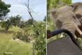 Brutálny útok slona zachytený na VIDEU: Starenka na výlete († 80) ho neprežila