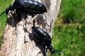 Slováci masívne zdieľajú správu o jedovatom chrobákovi: Jeho jed používali traviči! Je sa čoho báť?