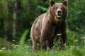 Hrôza na Liptove: Muž po strete s medveďom skončil v nemocnici! Desivé zranenia