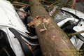 Desivá náhoda: Idúce auto zavalil strom! Strašné následky