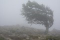 Na Slovensko sa valí víchrica: Silný vietor potrápi najmä tieto regióny