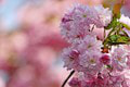 Je FOTO rozkvitnutých čerešní z ďalekého Japonska? Prekvapíme vás! Krása, ktorú nájdete aj na Slovensku