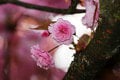 Je FOTO rozkvitnutých čerešní z ďalekého Japonska? Prekvapíme vás! Krása, ktorú nájdete aj na Slovensku