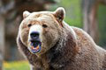 Dramatický útok medveďa na Poľane: Mrazivá spoveď turistov! Takto ich doriadila šelma