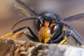 Postrach včiel je blízko! Ochranári majú zlú predtuchu: Prečo je tento tvor taký nebezpečný?