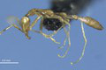 Vedci objavili nového mravca, volá sa L. voldemort: Uvidíte ho a pochopíte!