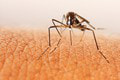 Nebezpečný komár je na Slovensku: V tomto meste ho potvrdili PRVÝKRÁT!