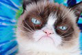 FOTO Má slávna Grumpy Cat nástupcu? Táto mačka je HITOM internetu: Na jej výraz nezabudnete