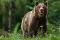 Ďalší útok! Medveď si urobil zálusk na 300-kilového býka: Dobytok vláčil po lúke