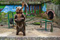 Dojaté chovateľky aj návštevníci: Medveď Félix z bratislavskej ZOO spravil prvé krôčiky v novom výbehu! Sledujte to