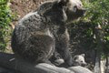 Medvedica v košickej zoo sa začala správať zvláštne: O chvíľu zistili, čo je vo veci!