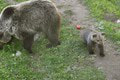 Medvedica v košickej zoo sa začala správať zvláštne: O chvíľu zistili, čo je vo veci!