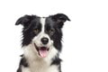 Nevšedný horoskop: Aký psík sa k vám hodí podľa vášho znamenia? TENTO by mal byť ten pravý